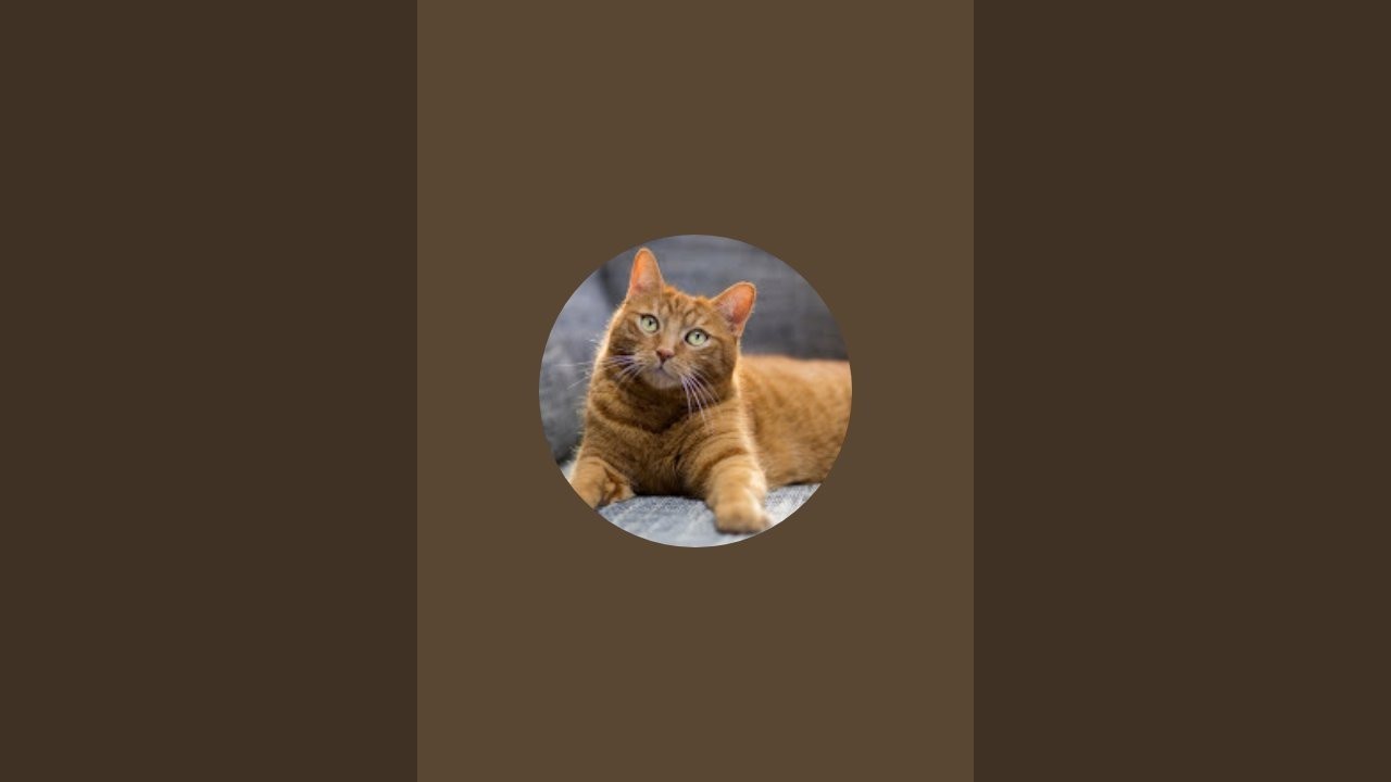 cat of the king is live #support #cat #livestream 