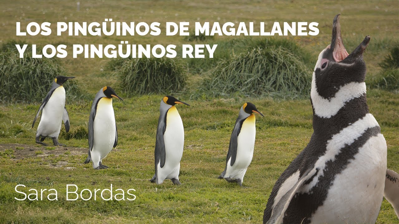 Los Pingüinos Rey y los Pingüinos de Magallanes