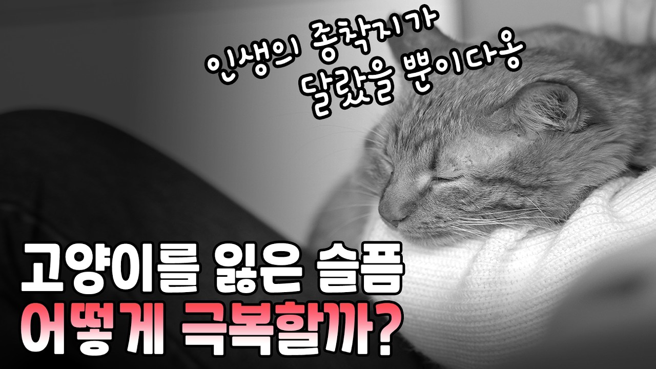 펫로스, 슬픔을 극복하는 방법.