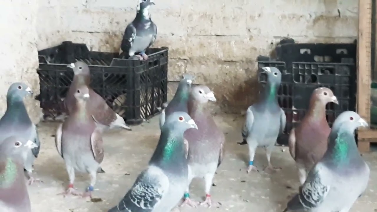 Racer Pigeons Breeding New season kd loft Quetta 03338215843