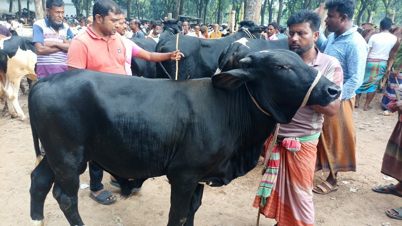 যশোর, চৌগাছা হাটে ক্রেতা ও বিক্রেতার মধ্যে চলছে খামার উপযোগী ষাঁড় গরু কেনা-বেচা ।।
