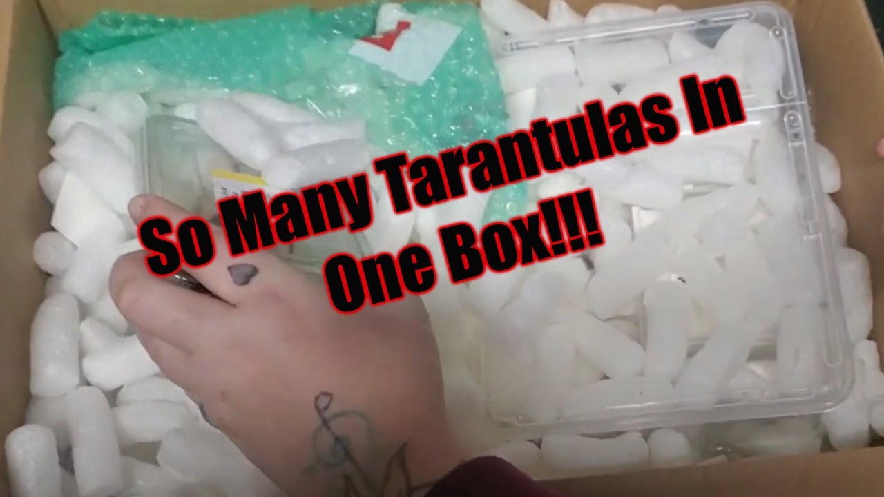 £300 Tarantula Mystery Box - Sooo Many Spiders