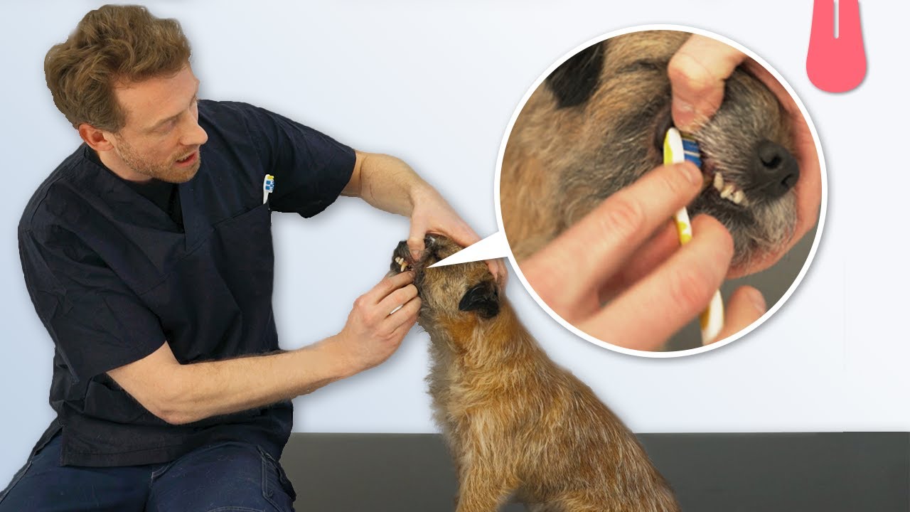 Sådan børster du din hunds tænder | Vuffeli