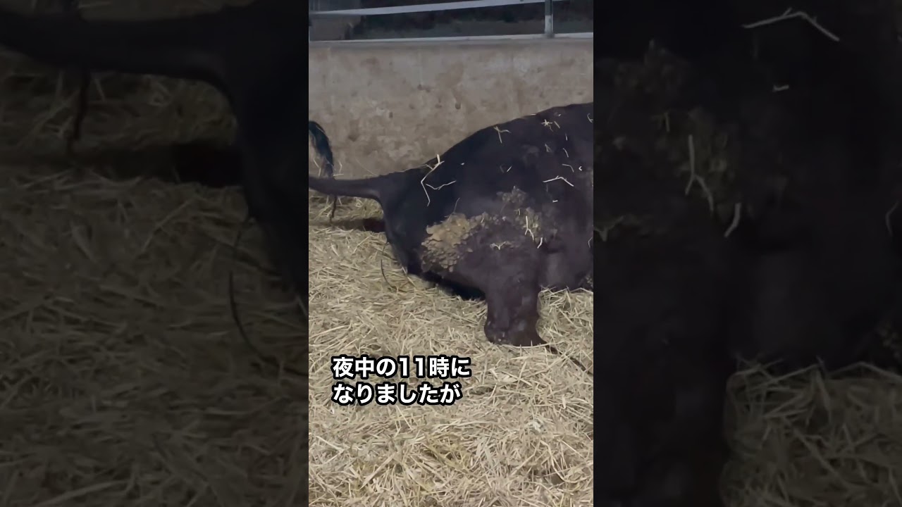 【牛の出産Part①】初産のお母さん牛に密着