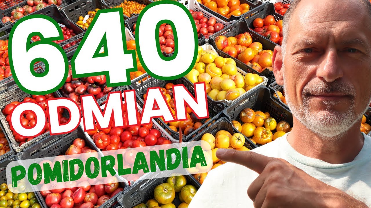🍅 SADŹMY PÓKI SĄ NASIONA - wizyta w królestwie POMIDORÓW