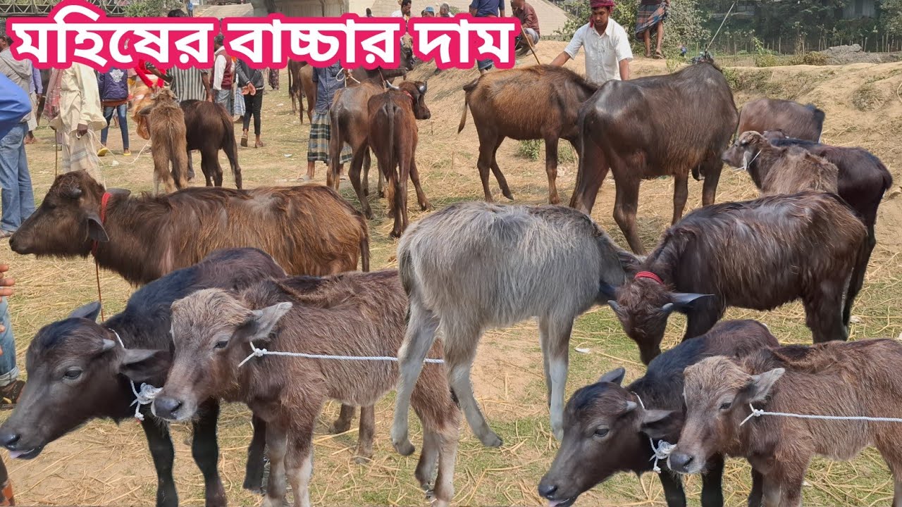 আজ ২০/১২/২৫ | সবচেয়ে ছোট ছোট মহিষের বাচ্চার দাম জানুন | কাহারোল হাট 
