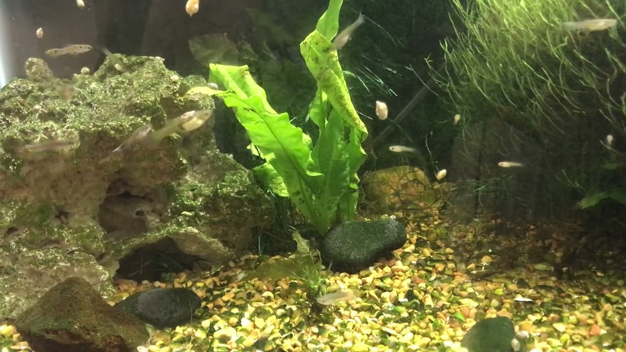 Guppy’s tank