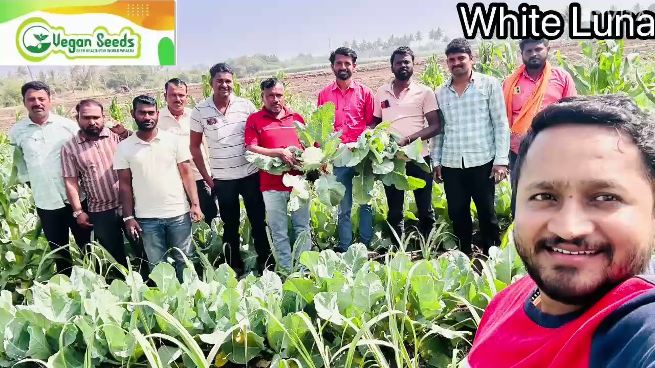 ಉತ್ತಮ ಗುಣಮಟ್ಟದ ಹೂ ಕೋಸು 