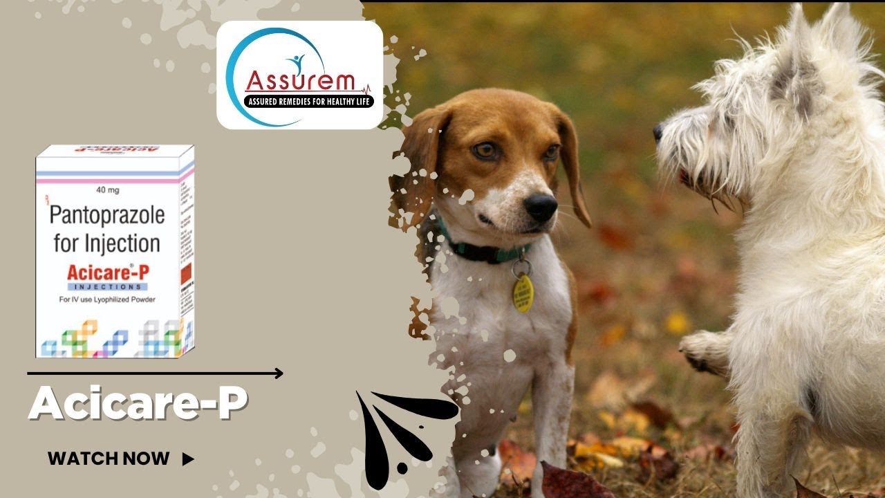 AciCare-P: Miracle Cure for Pet Acid Reflux & Stomach Ulcers? 🐕🐈 (Vet&rsquo;s Secret Revealed!)