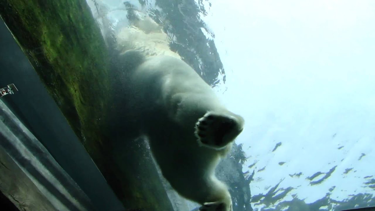 Polar Bear jumping.MP4
