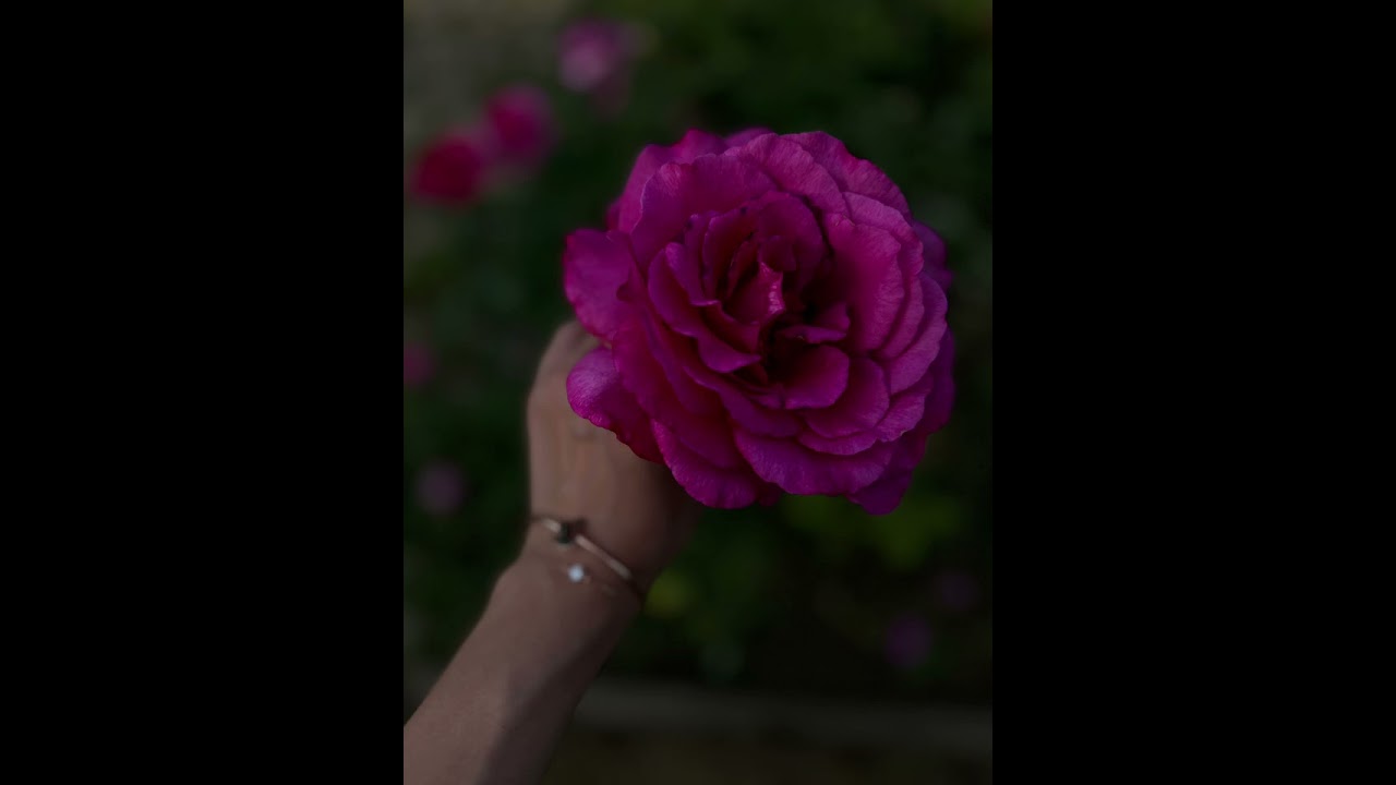 VIKTORIA LING - Pink Rose (Deep House)