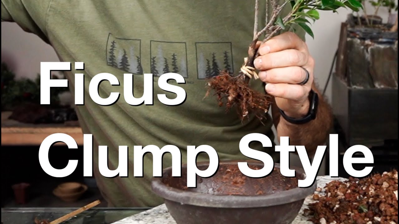 Multi Trunk Ficus:  Dave's Bonsai E277