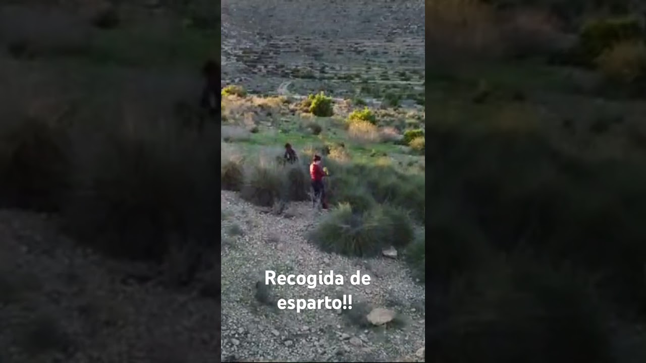 Recoger el esparto.