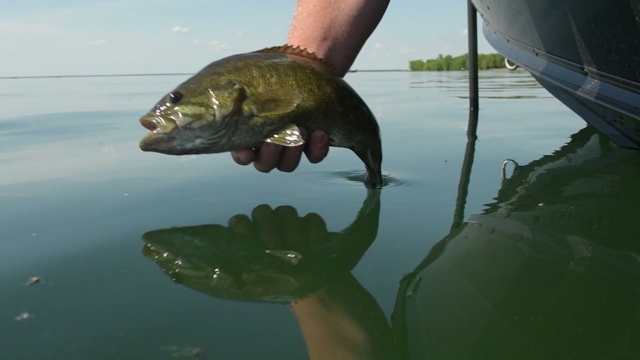 Mille Lacs Smallmouth Alliance Early June Lake Report