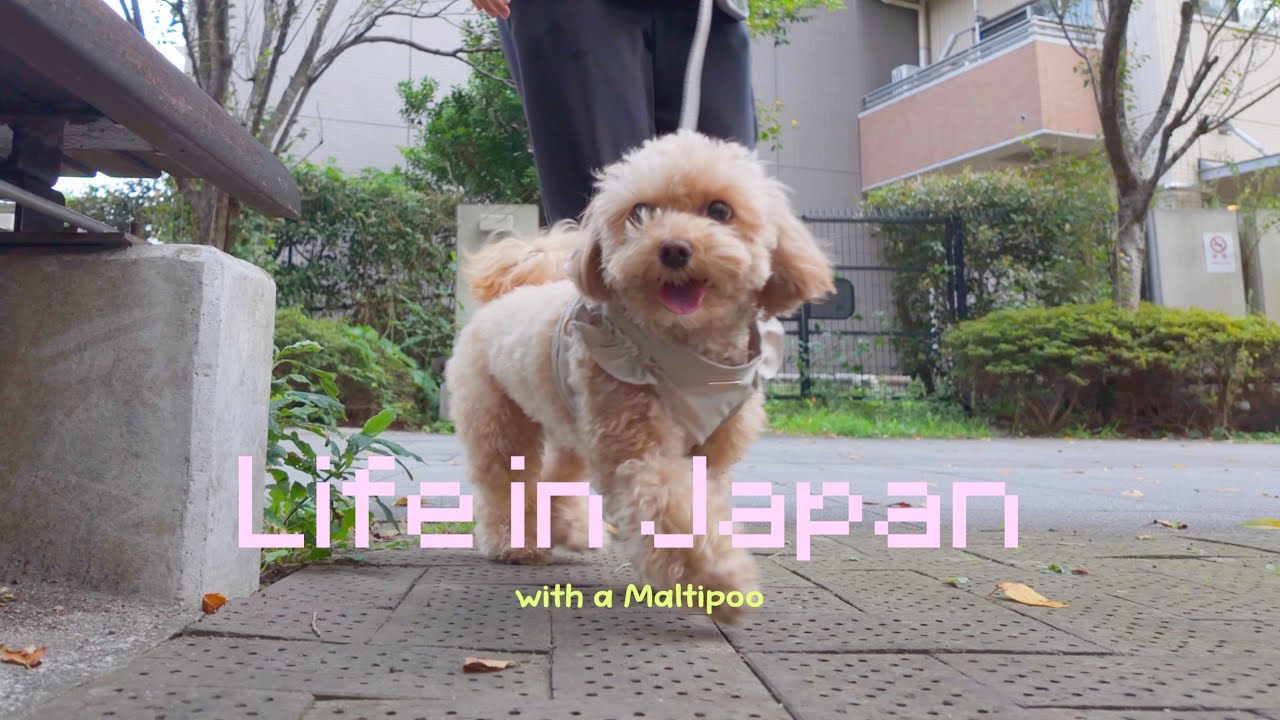Life in Japan with a Maltipoo 🧸🎀🐾 Saturday vlog: Gachapons 🍦
