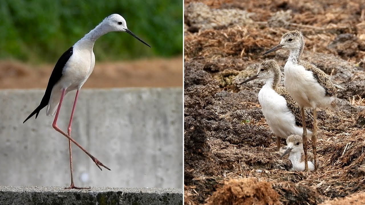 Cavaliere d’Italia: dalle stelle alle stalle per sopravvivere