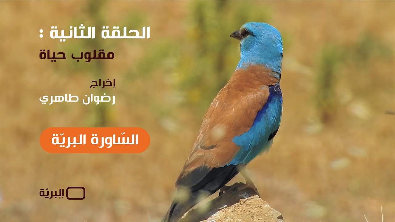 الساورة البرية &ndash; الحلقة الثانية