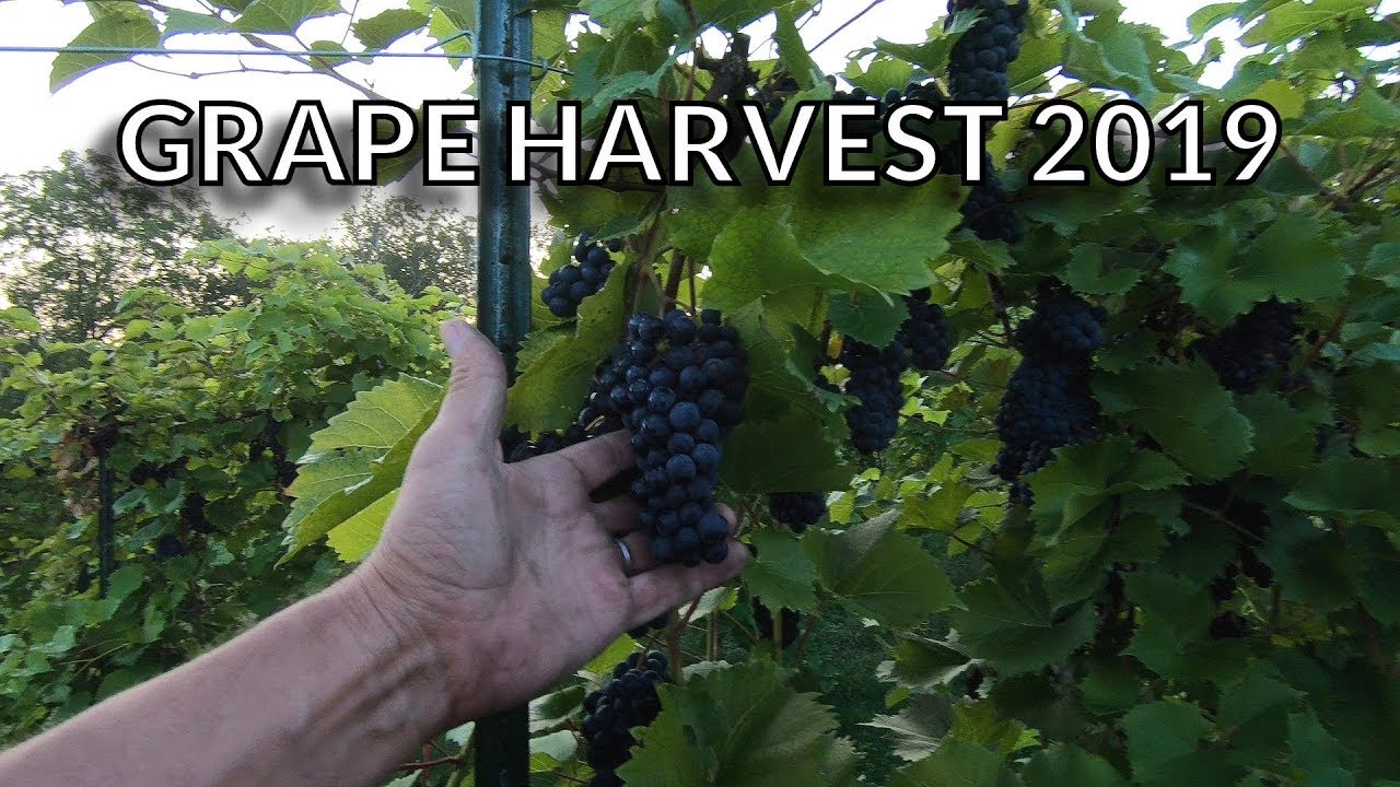 Marquette Grape Harvest 2019