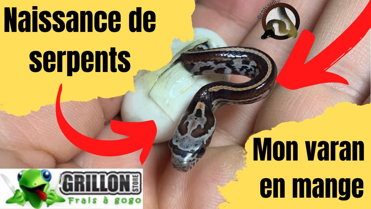 NAISSANCE DE SERPENTS, MON VARAN MANGE DU SERPENT !!!! - REPTI'STORE