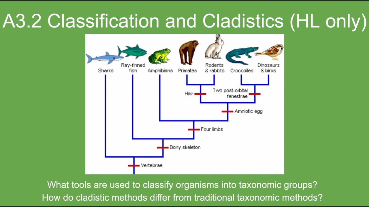 A3.2 Classification and Cladistics (HL only) - IB Biology New Curriculum