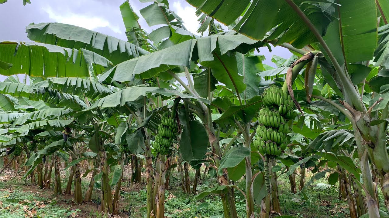 PLANTIO DE BANANA MUITO PRODUTIVO 