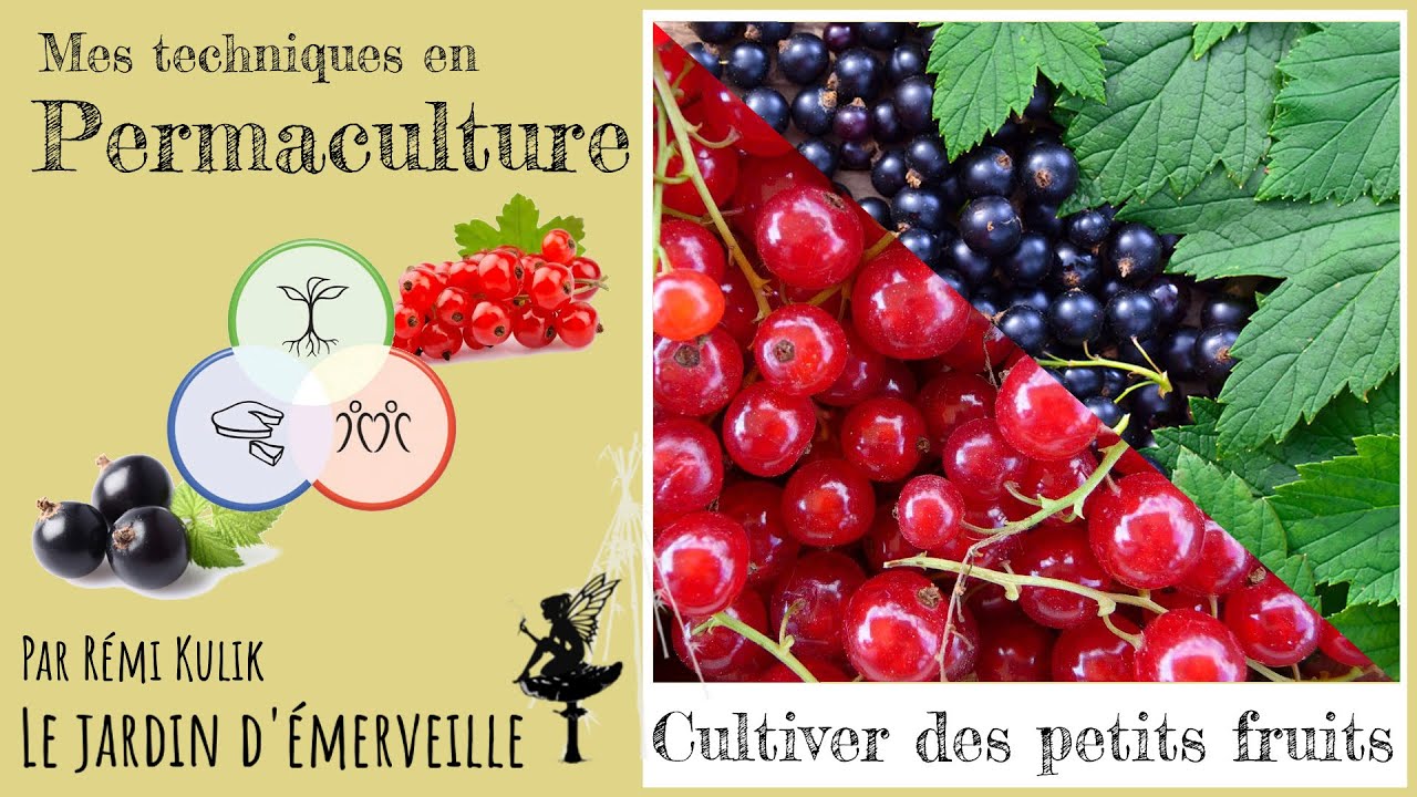 Tout sur les petits fruits