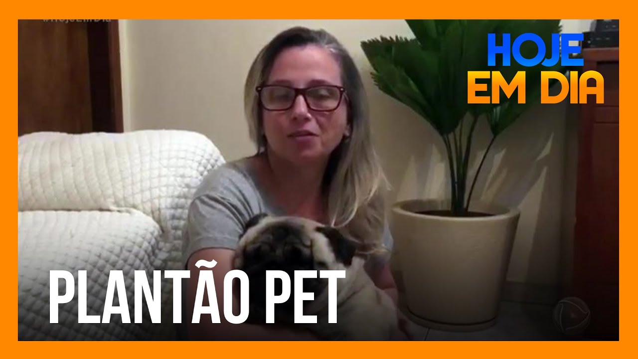 Plantão Pet: cachorro fica ansioso ao andar de carro? Saiba como agir