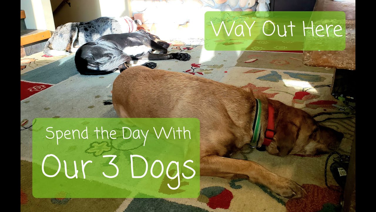 Spend A Day With Our 3 Homestead Dogs -WaY Out Here