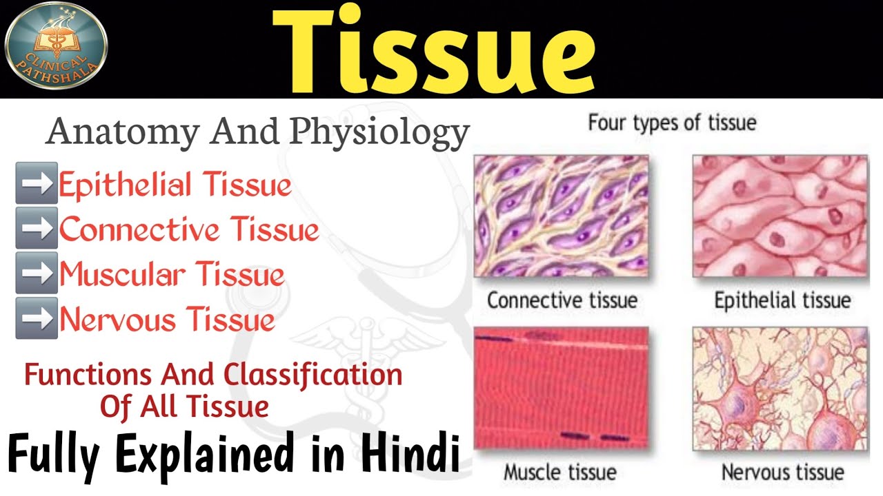 Tissue Anatomy And Physiology In Hindi | Types | Functions | Classification 