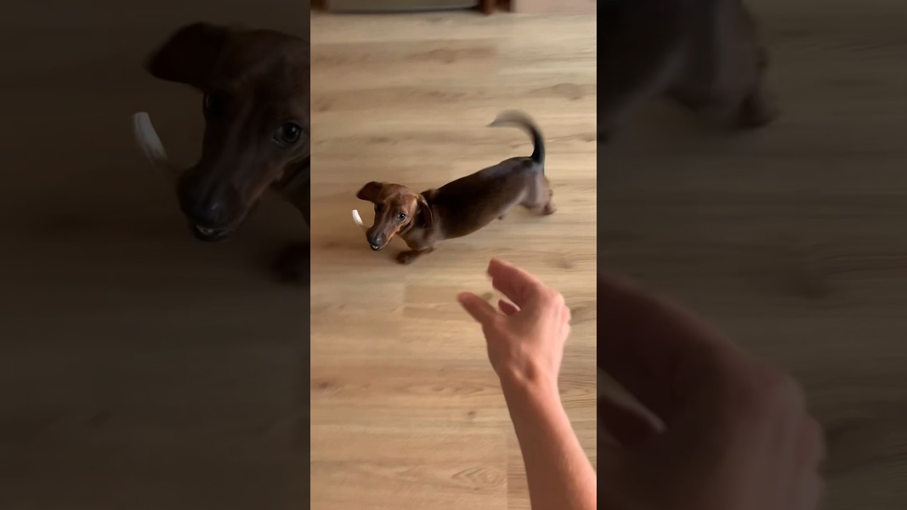 Mini doxie&rsquo;s favorite game! 🦀