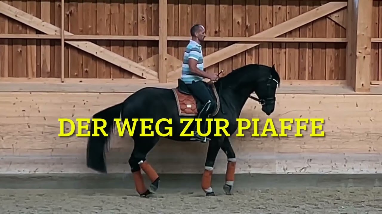Pferde ausbilden. F&uuml;rst Finn am Weg zur Piaffe. Einblick in die t&auml;gliche Arbeit mit unseren Pferden.