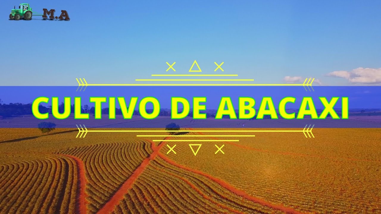 CULTIVO DE ABACAXI