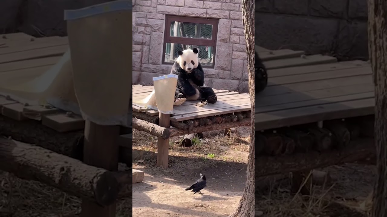 Panda zaskoczona matą bambusową #NarodowyDzieńPandy #Pandy