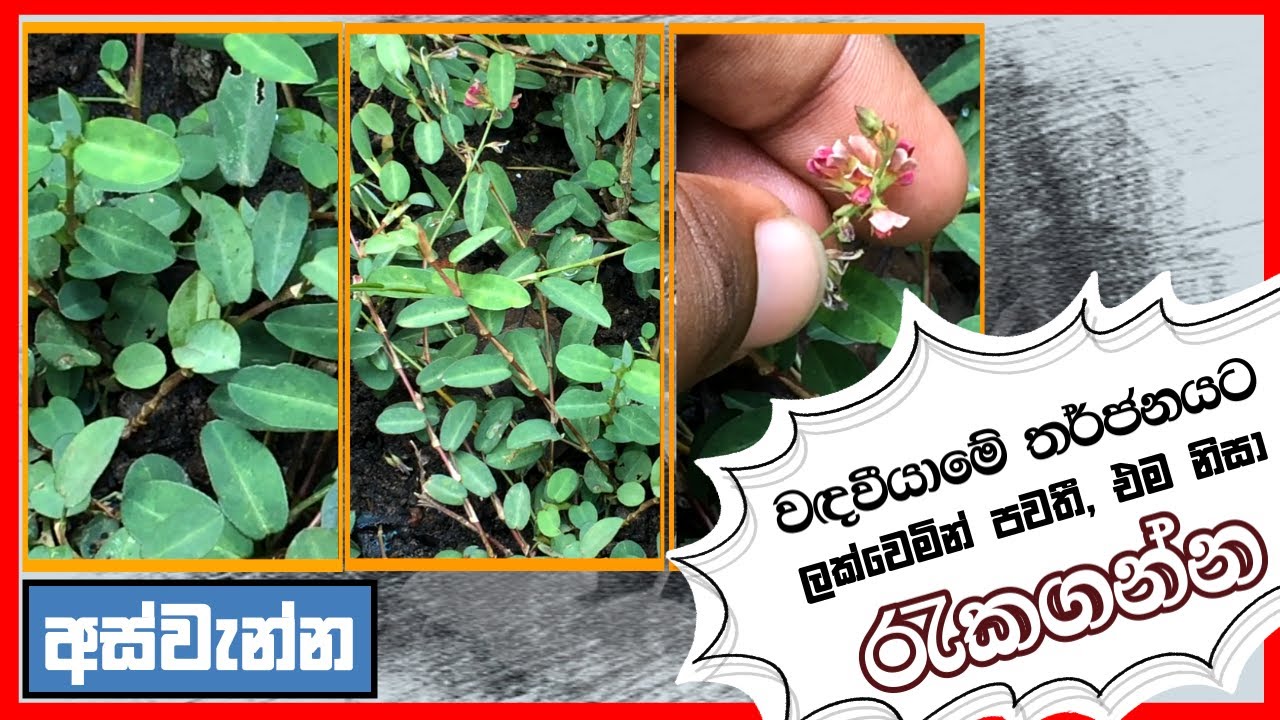 අස්වැන්න | උණට, කැස්සට, අතීසාරයට ගුණ දේශීය පැලෑටිය | අස්වැන්න (Aswenna)