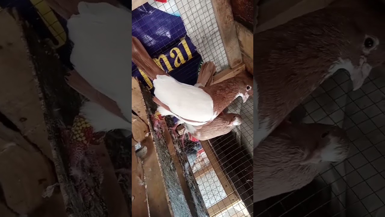 New Pair of Fancy Piegons  #fancy #piegons #kabutar #shorts #viral #video