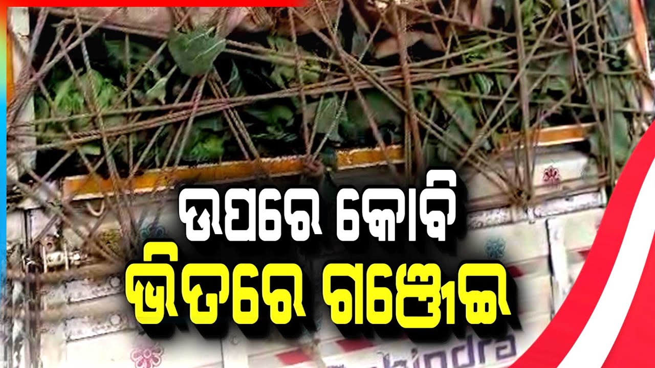 ଉପରେ କୋବି, ତଳେ ଗଞ୍ଜେଇ ବସ୍ତା | Illegal Ganja Seized | Mayurbhanj | Argus News