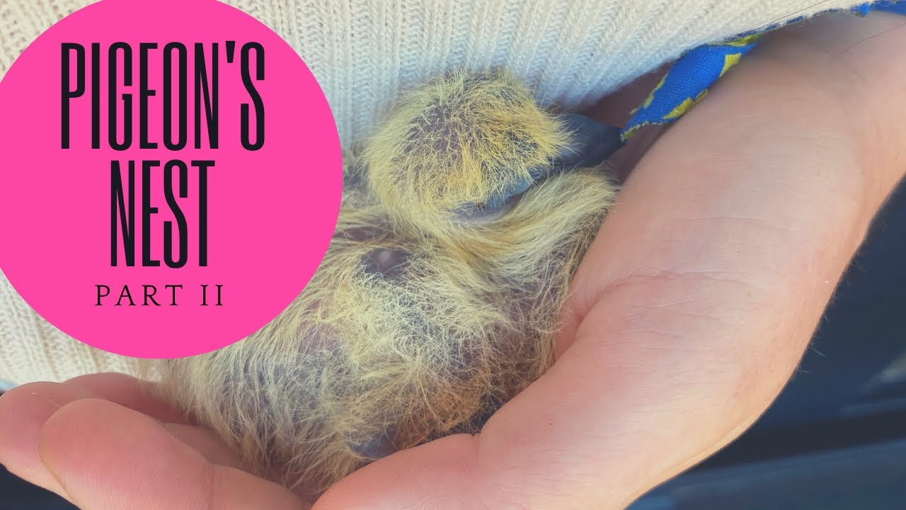 🐣PIGEON'S NEST PART 2🐦🐦