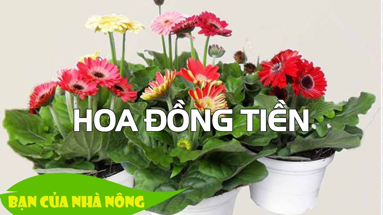 Kỹ Thuật Trồng Hoa Đồng Tiền Trong Chậu - Bí quyết chưa bao giờ được chia sẻ
