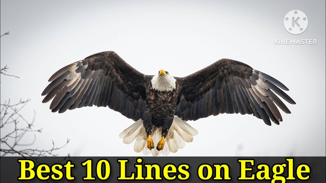 Eagle/10 Lines on Eagle/Essay on Eagle in English/Few Lines on Eagle in English/#eagle