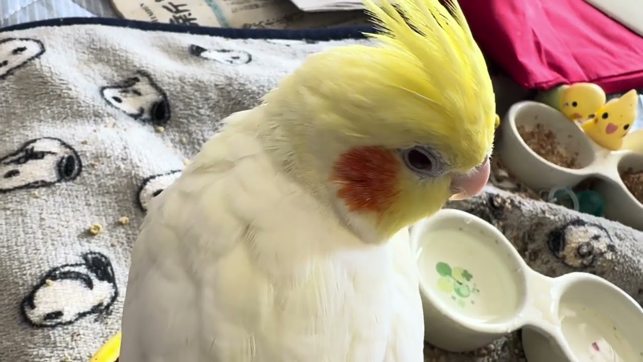 オカメインコのチョコボのモーニングルーティン 2026.2.9