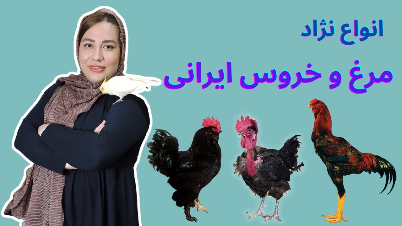 انواع نژاد مرغ و خروس ایرانی | بررسی خصوصیات نژادهای لاری و گردن  لختی و مرندی و خزک و گلین لری