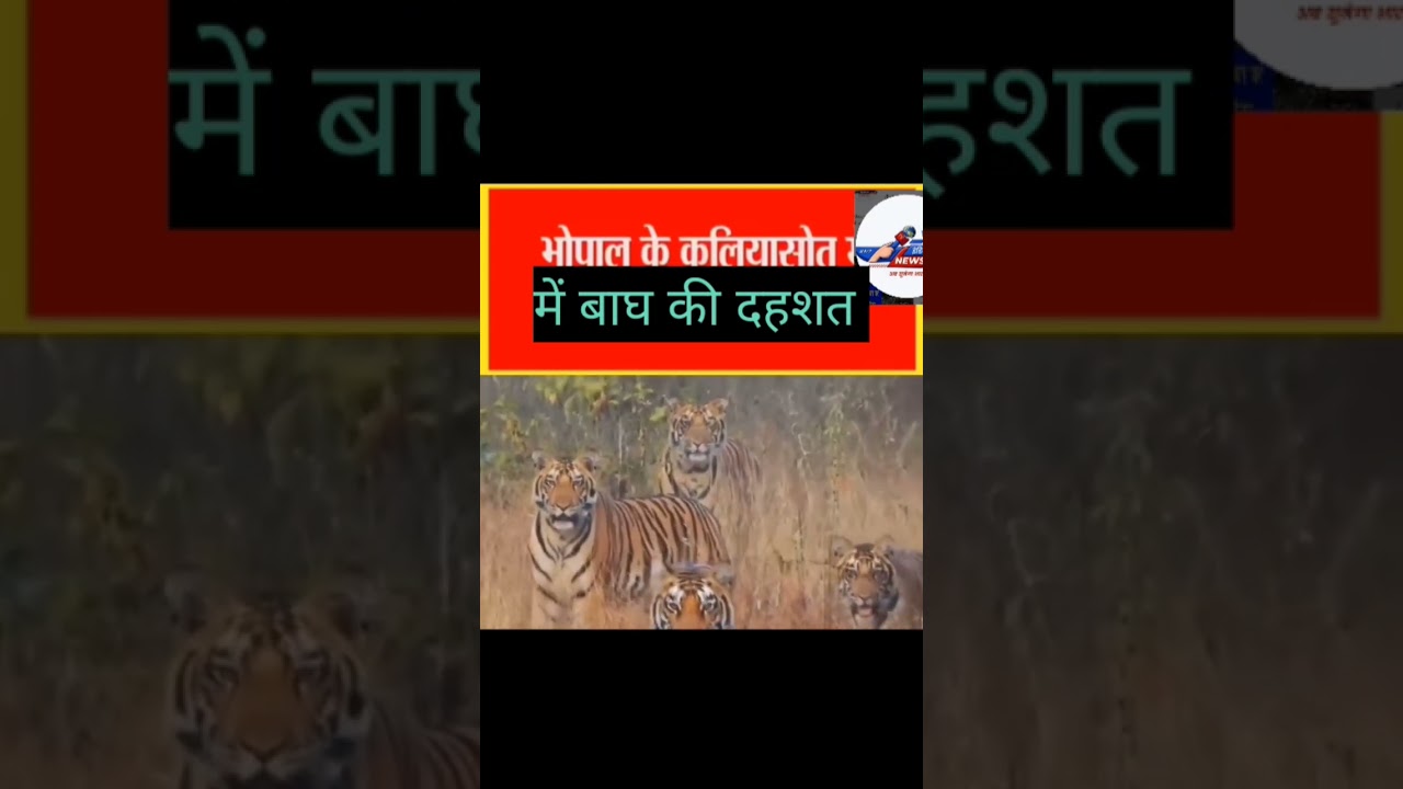 #Bhopal #tiger #diwali #madhyapradesh