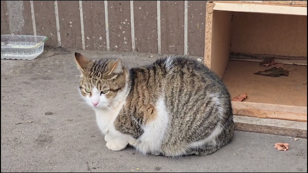 8 хвилин Мур-моментів... 😻😻😺 