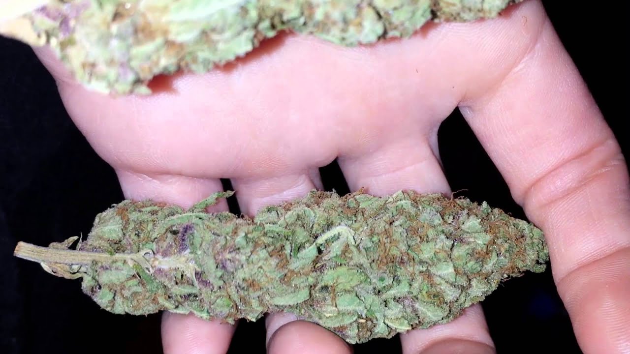 Close up on Grape Kush strain