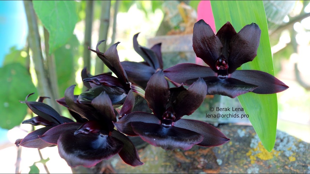 Monnierara millennium magic 'witchcraft'AM/AOS