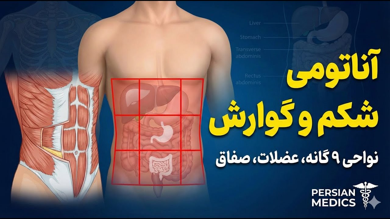 آناتومی شکم و دستگاه گوارش (بخش ۱) | نواحی ۹ گانه، عضلات جدار شکم و صفاق