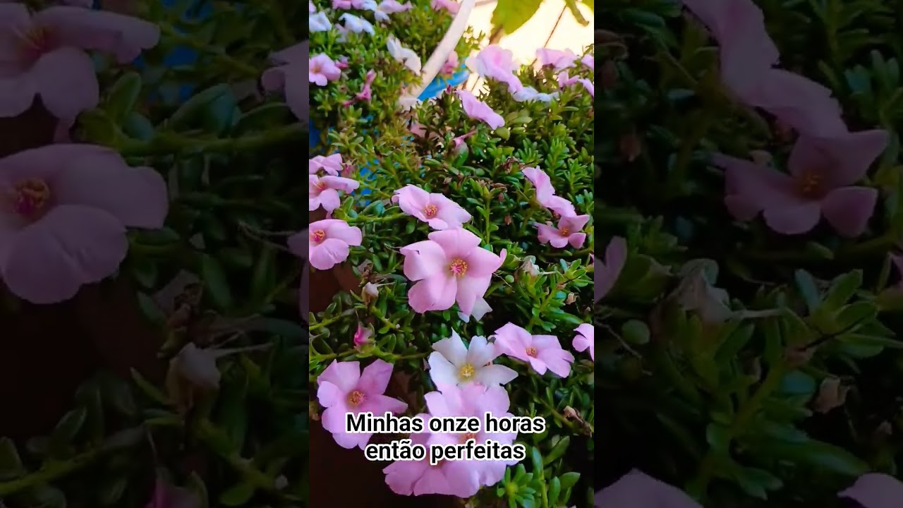 minhas onze horas estão perfeitas 