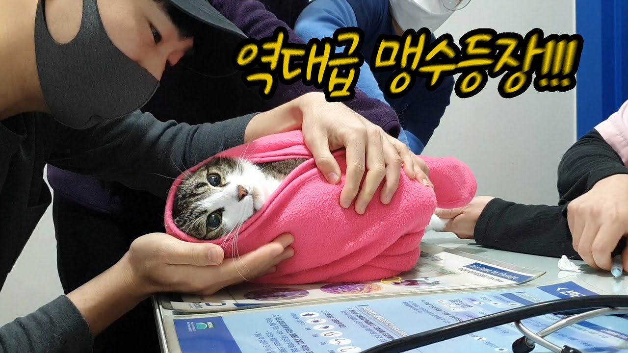 내가 진짜 호랑이새끼를 키운거였나... [동물병원에 간 고양이]