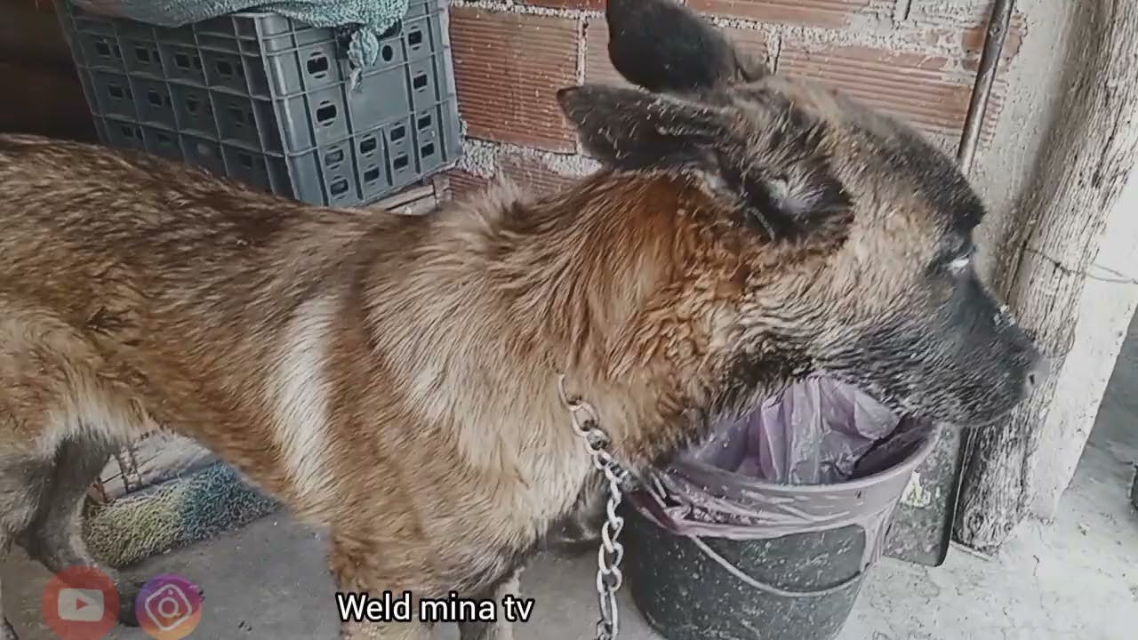 أنقذت سوزانا من أخضر مرض(البارفو) كانت غتموت.