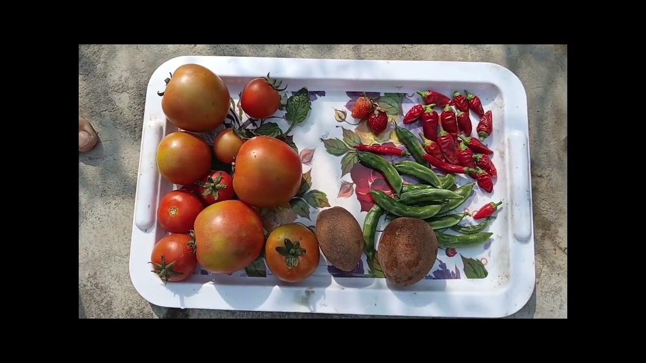 Gajar plants#plants gajar plants#funny #shortvideo #viral #video#india#youtube 🌹💐🌺🥀🌷🌸💮🏵️🪻🍂🍁🍄🌾🌿☘️🍀🪴🌵🌳